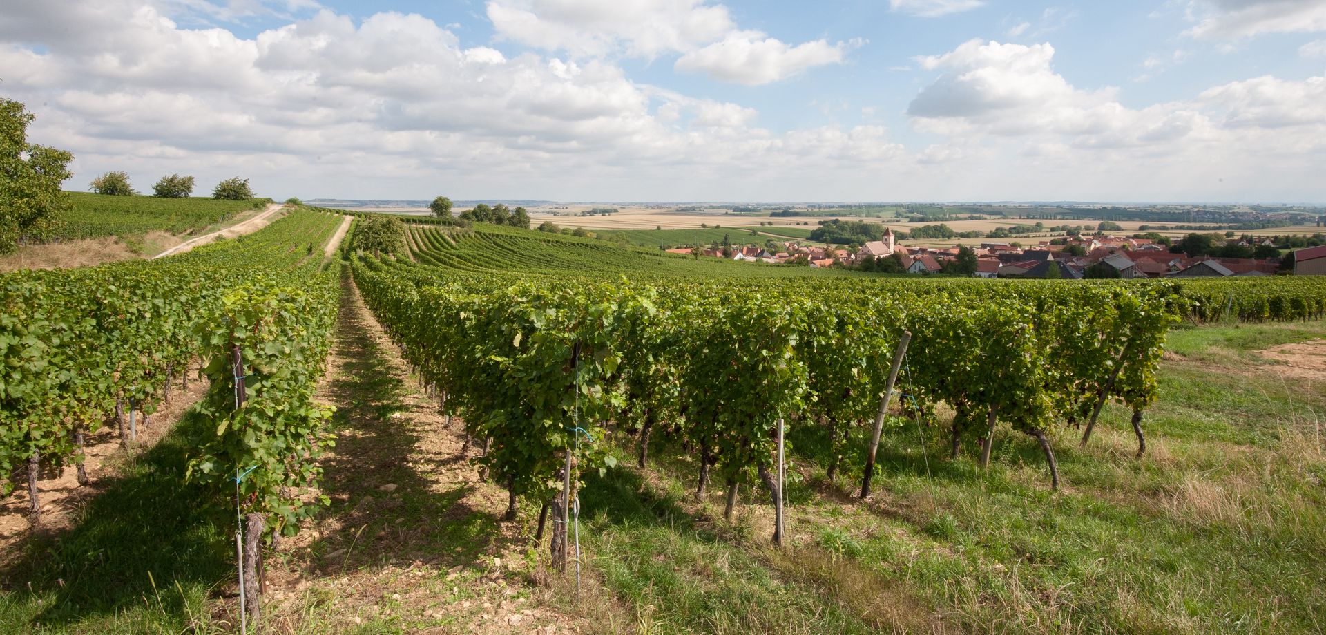 Domaine Maurice Heckmann — photo 5