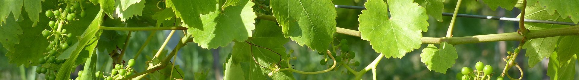 Au fil des saisons - Été