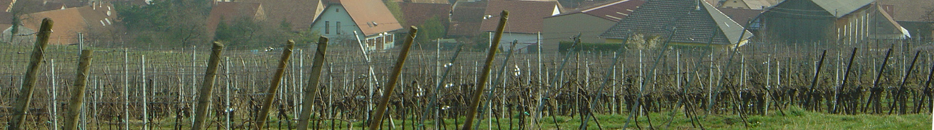 Im Laufe der Jahreszeiten - Frühling